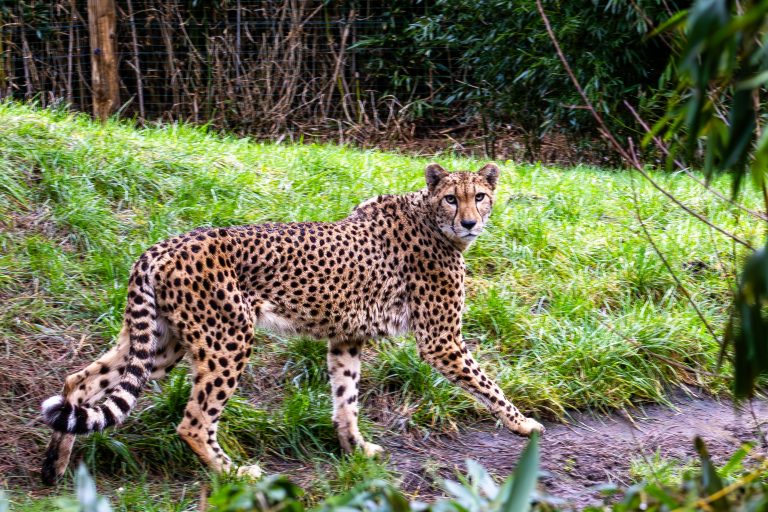 cheetah walking by and looking at you