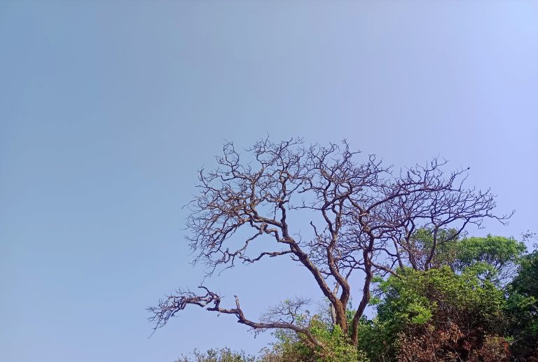 Tree lost their leaves in summer season. Clear sky in background.