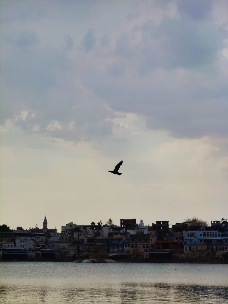 A pigeon flying freely in the open sky above the water and a view of colorful buildings in the background.