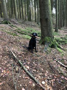 A black Labrador, sitting, with a stick in its mouth, in the Forrest.