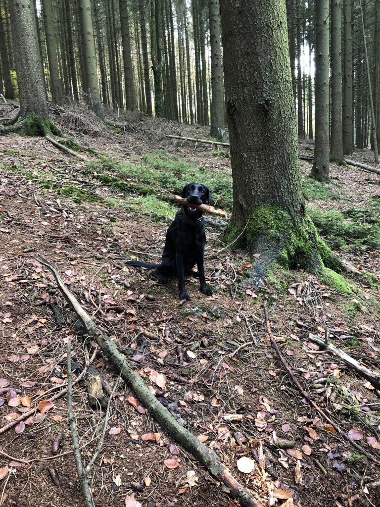 A black Labrador, sitting, with a stick in its mouth, in the Forrest.