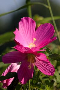 Bright pink swamp hibiscus flower
