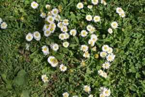 Yellow and white daisies in a patch of grass