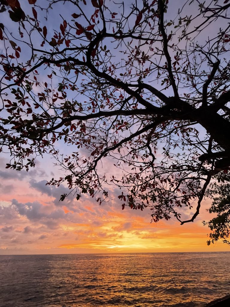 Sunset over the water through a silhouetted tree