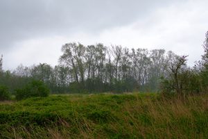 Rainy day in nature - a field and trees