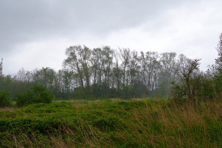 Rainy day in nature – a field and trees