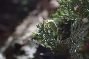 A southern green shield bug standing on a green pine tree.