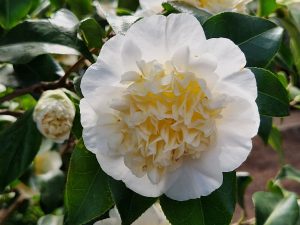 Camellia japonica Gwenneth Morey
