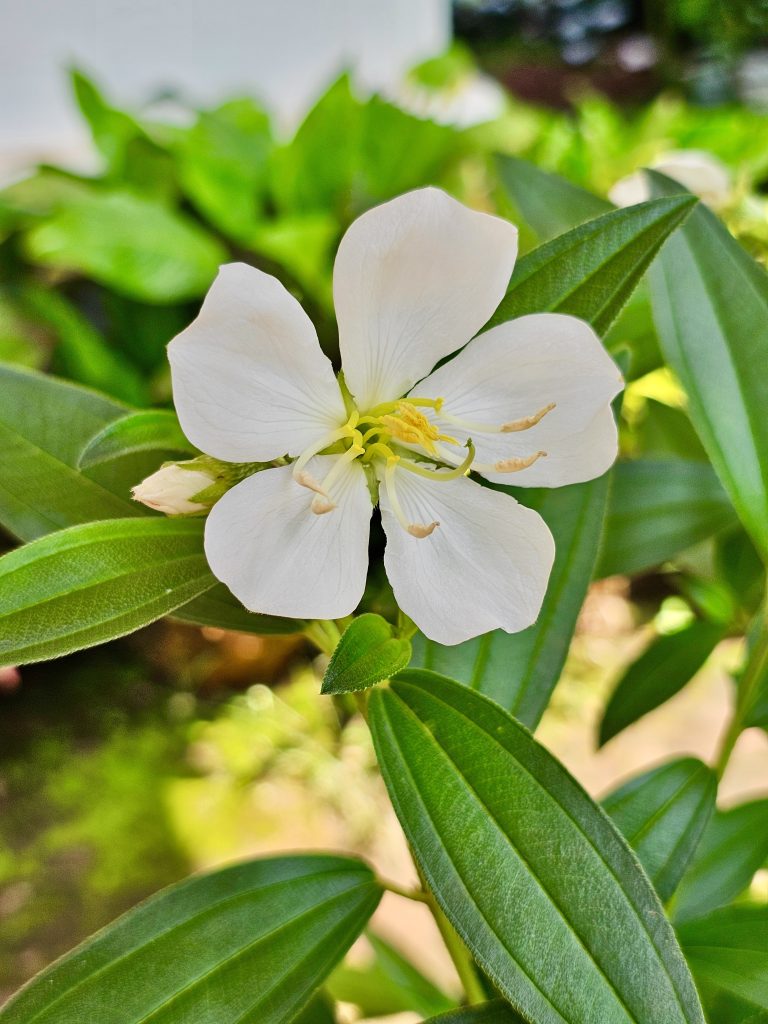 A white colour variety of Melastoma malabathricum flower. It is also known as Malabar melastome, Indian rhododendron, Singapore rhododendron, planter’s rhododendron and senduduk. From Perumanna, Kozhikode, Kerala.