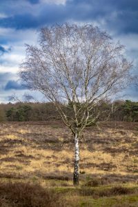 A lone birch tree without leaves stands in the foreground of a heath landscape with brown grasses, under a partly cloudy sky.