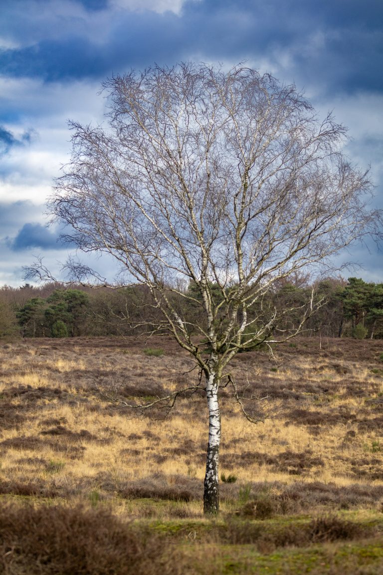 A lone birch tree without leaves stands in the foreground of a heath landscape with brown grasses, under a partly cloudy sky.