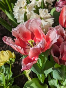Fancy pink tulip with frilly edges and yellow stamen

