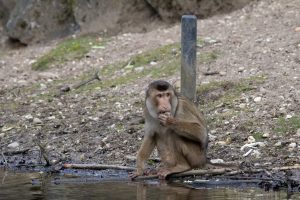 A Southern pig-tailed macaque eating at the water