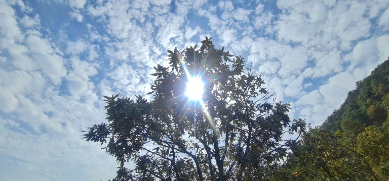 Sunlight filtering through tree leaves against a backdrop of blue sky adorned with clouds.