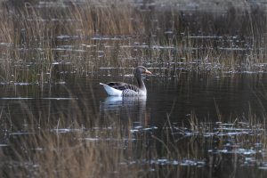A greylag goose swimming in a tranquil pond surrounded by reeds with subtle reflections on the water surface.
