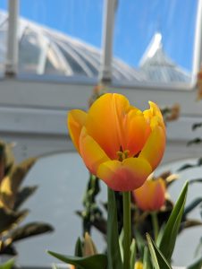 A yellow tulip in front of the window of a greenhouse 
