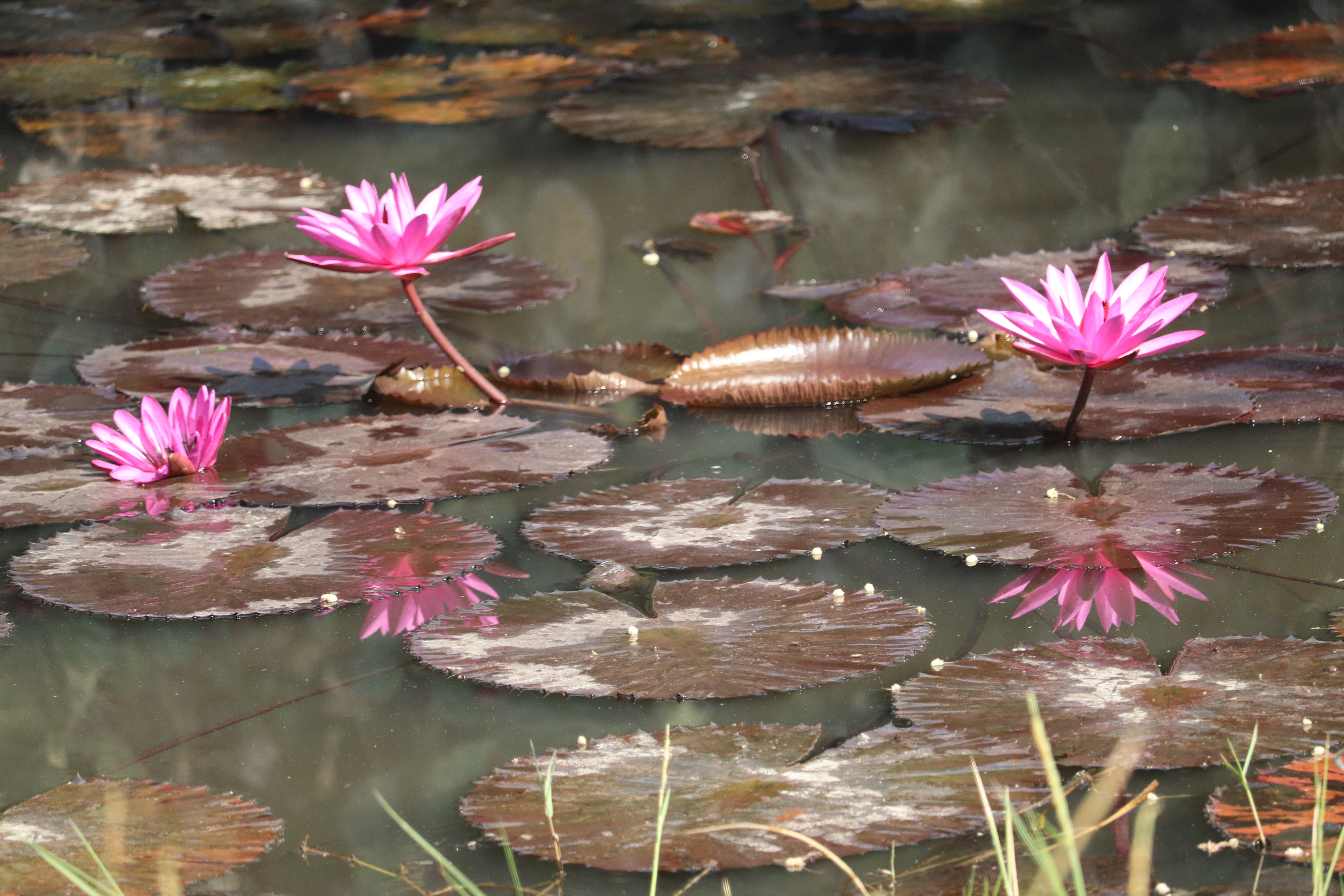 Pink water lilies blooming on a pond with large lily pads and clear reflections in the water.