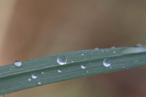 Close-up of water droplets on a green grass blade with a soft-focus background.