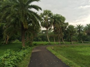 雨后，棕榈树环绕的乡村道路上
