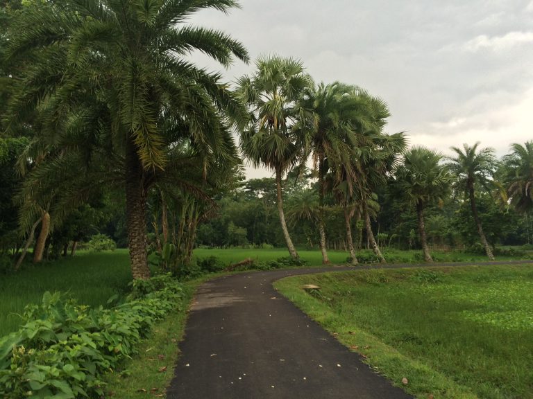 Following the rainfall on the village road surrounded by palm trees