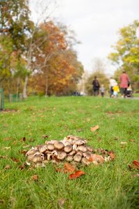 Small mushrooms in short grass.
