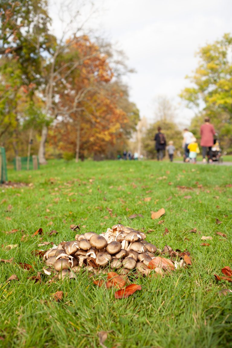 Small mushrooms in short grass.