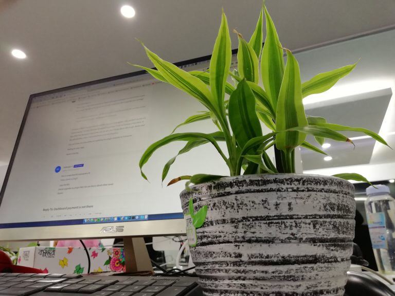 Plant on office desk, JoomShaper old office, Dhaka.