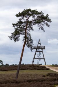 A watchtower and a tree in the heath in nature reserve the Meusedunes (Maasduinen), The Netherlands