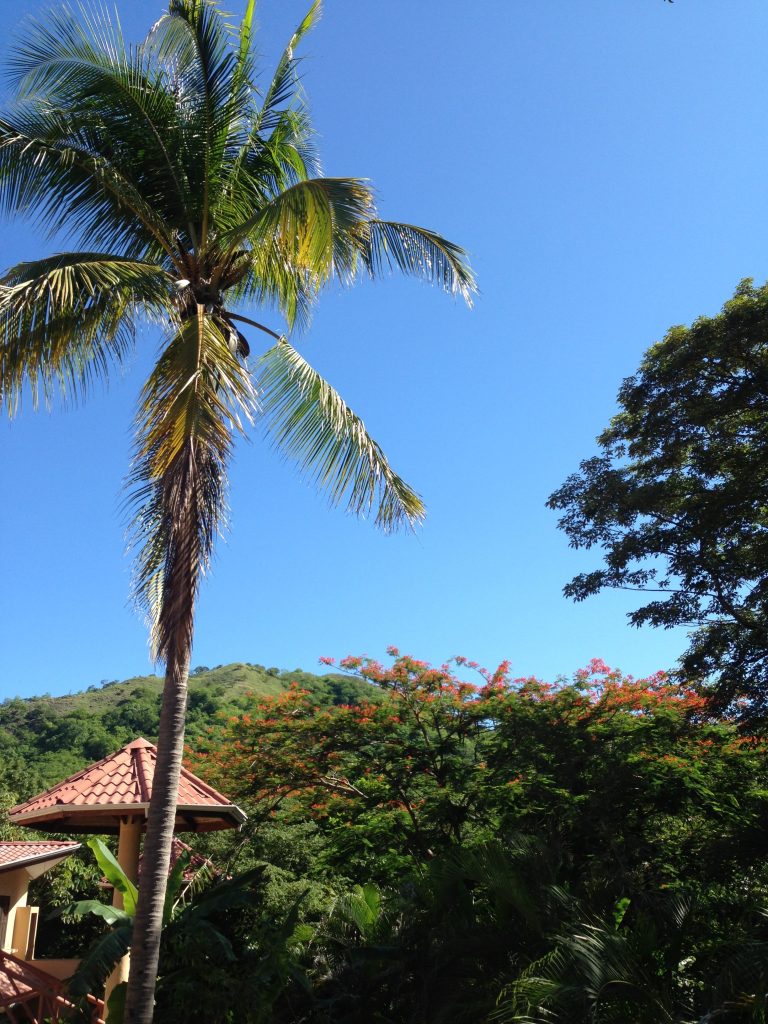 Palm tree with other native trees and hotel rooftop in background (Costa Rica)
