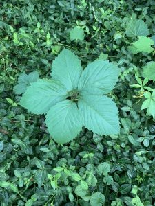 A single Virginia Creeper dominates the center with ivy surrounding it in the background