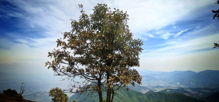 Tree, hill, and blue sky with clouds.