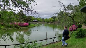 Park waterfront with swimming ducks