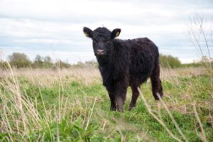 Black cow in the grass field