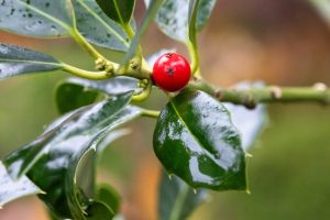Close-up of a shiny red holly berry surrounded by glossy green leaves with water droplets, symbolizing holiday season foliage.