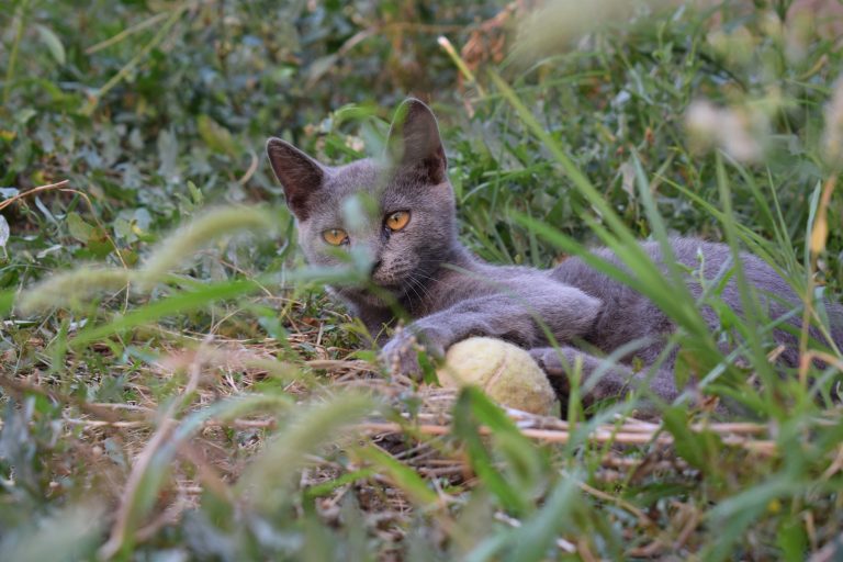 A gray cat in the grass.