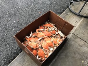 View larger photo: Box of steamed Chesapeake Bay blue crabs