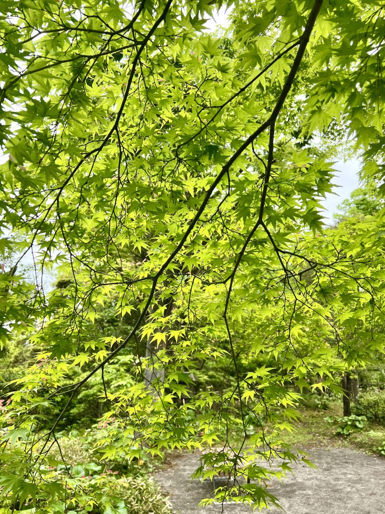 Lush green maple leaves on tree branches with a blurred background of a garden pathway and vegetation.