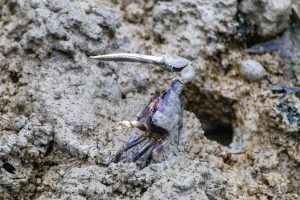 Fiddler Crab (Uca tangeri en Uca sp.) in the mud.