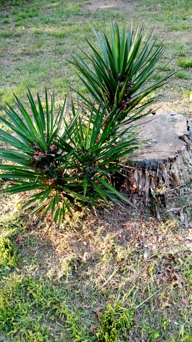 A green plant with sharp tips growing next to a dead rotting tree stump with grass growing around it.