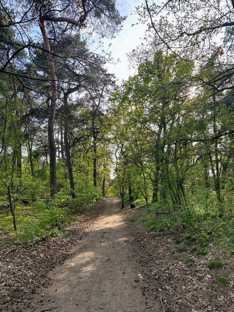 Path in the woods