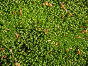 Close-up of horn calcareous moss