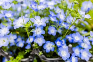 青い花 / A close-up of vibrant blue flowers with delicate petals and visible stamens, surrounded by green foliage.