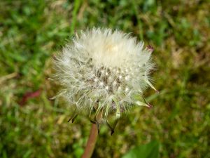 A dandelion in seed