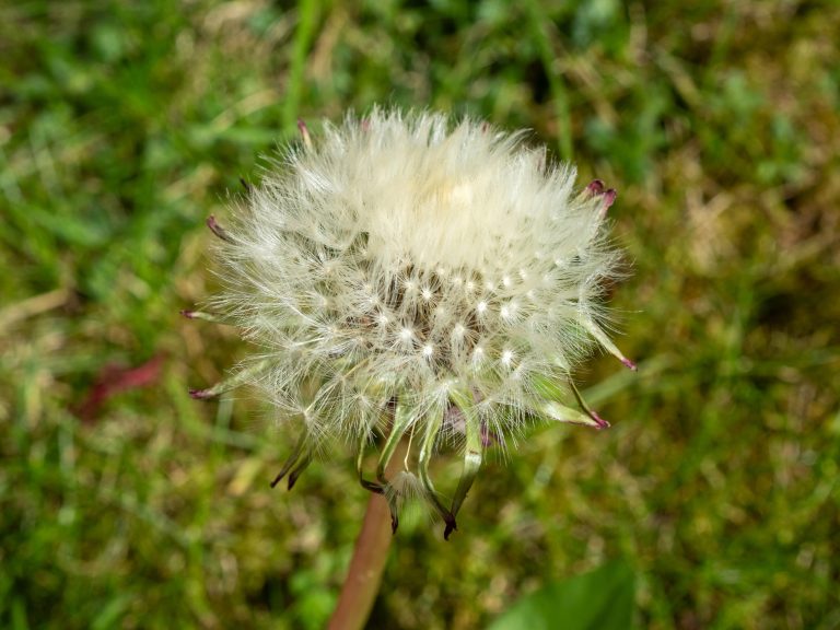 A dandelion in seed