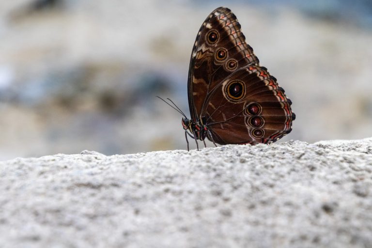 Morpho Menelaus butterfly captured on camera in Burgers’ Zoo’s Mangrove, Arnhem, the Netherlands