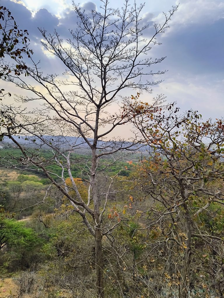 Leafless trees against a cloudy sky, with some greenery in the background.