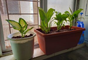 Peace Lilly and Dieffenbachia plant in pot