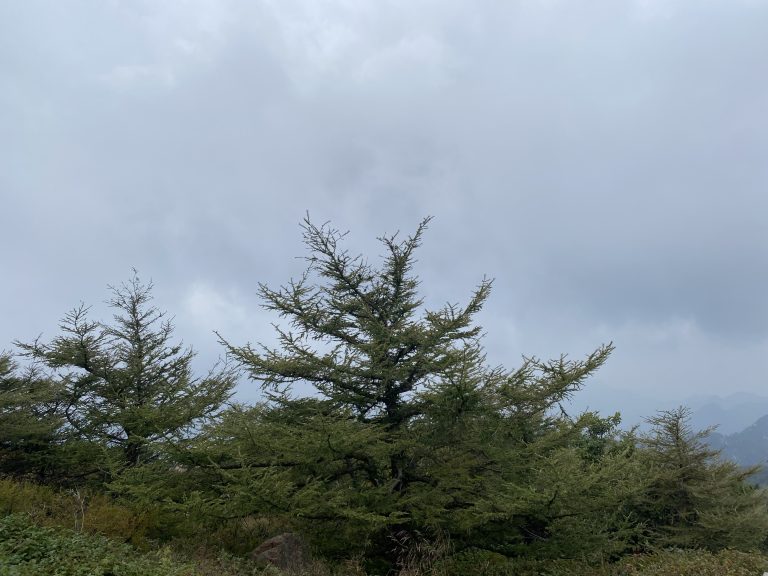 Pine trees against a cloudy sky, no specific focal point.