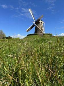 Closeup of green grass with a windmill in the background and a blue sky