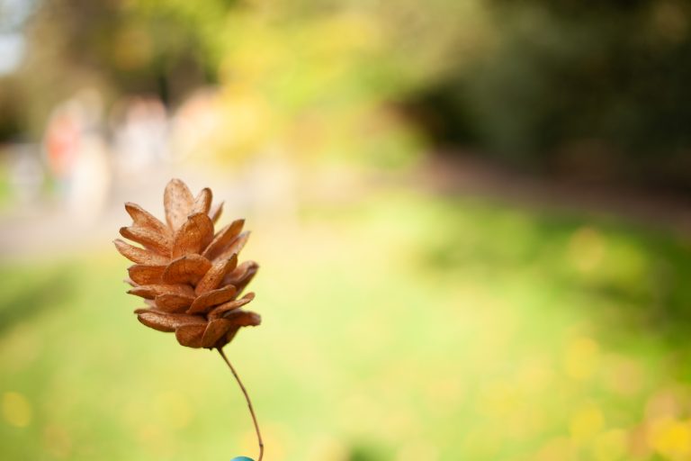 Small tree seeds on a blurred background